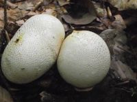 Dickschaliger Kartoffelbovist